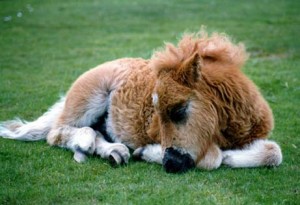 Sleeping pony