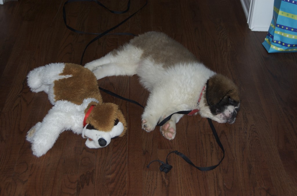 Lloyd sleeping with his stuffed buddy