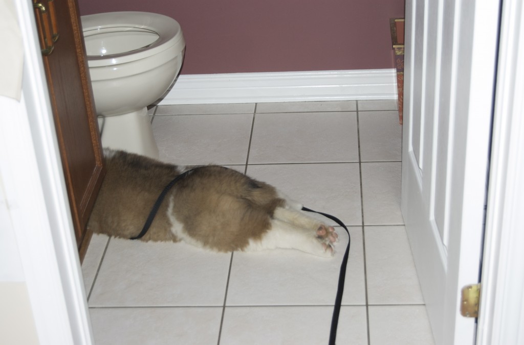 Lloyd sleeping in the bathroom, flexed butt cheeks