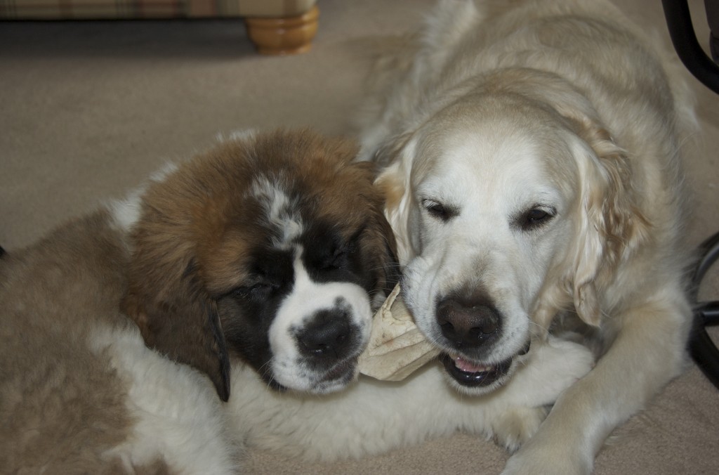 Lloyd and Harv having a chew