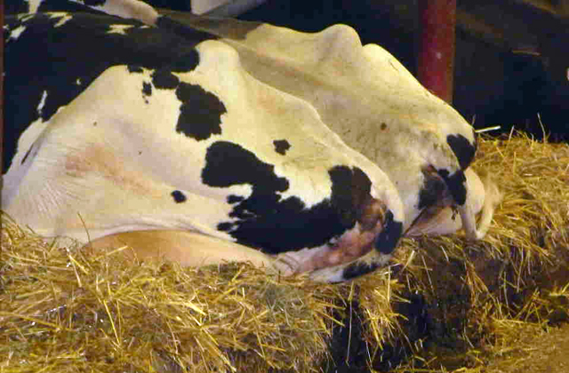 Cow Face