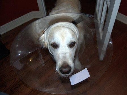 the cone of shame