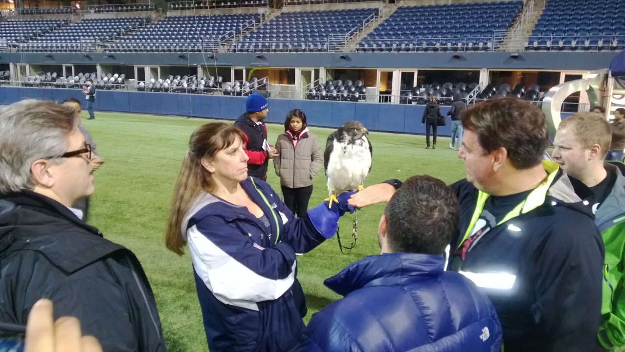 Hawky the hawk (not his actual name) looks dangerous